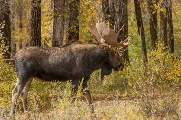 Ταύρος Άλκες Σιηράζ Φθινόπωρο Του Wyoming — Φωτογραφία Αρχείου