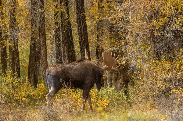 Shiras Los Podzim Wyomingu — Stock fotografie
