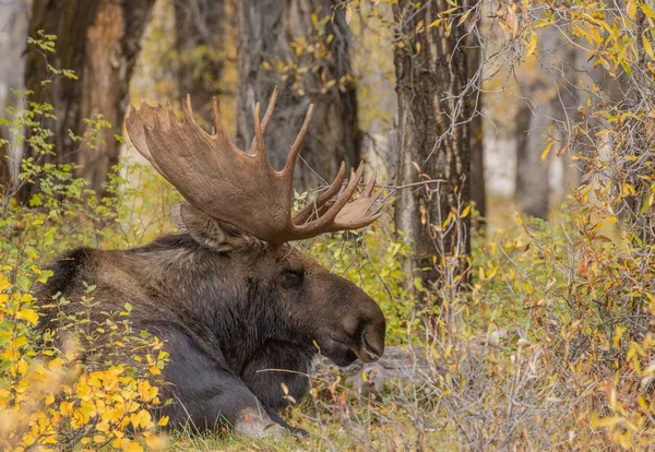 Bull Shiras Moose Otoño Wyoming —  Fotos de Stock
