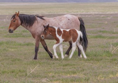 Baharda Utah çölünde vahşi at kısrağı ve tayı