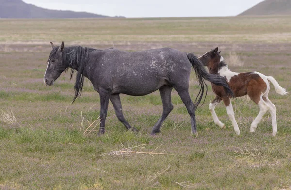 Wild Horse Mare Foal Utah Desert Spring — Stock Photo, Image