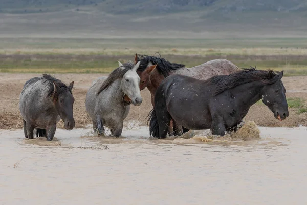 犹他州沙漠水坑里喝水的野马 — 图库照片