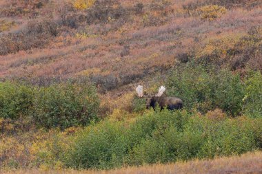 Alaska Yukon Geyiği sonbaharda