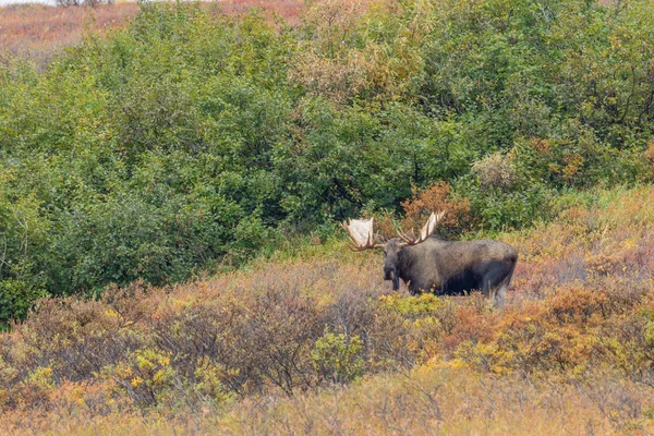 Býk Aljašce Yukon Podzim — Stock fotografie