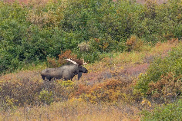 秋のアラスカユーコン牛のムース — ストック写真