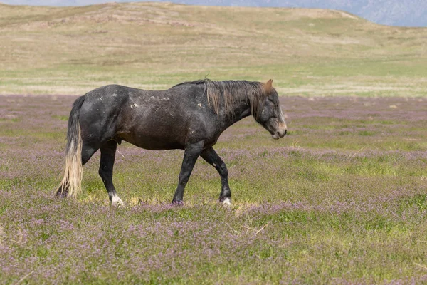 beautiful wild horse in spring in the Utah desert