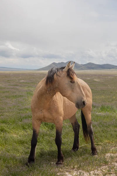 Belo Cavalo Selvagem Primavera Deserto Utah — Fotografia de Stock