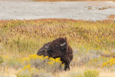Utah Antilop Adası 'nda Boğa Bizonu