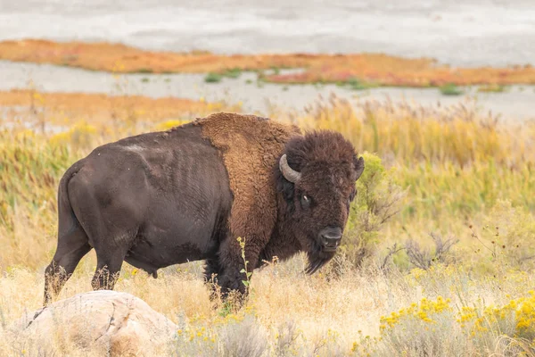 Bull Bison Antelope Island Utah — Stock Photo, Image