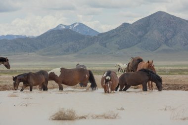 Baharda Utah çölündeki bir su birikintisinde vahşi atlar