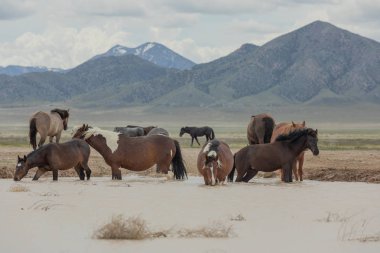 Baharda Utah çölündeki bir su birikintisinde vahşi atlar