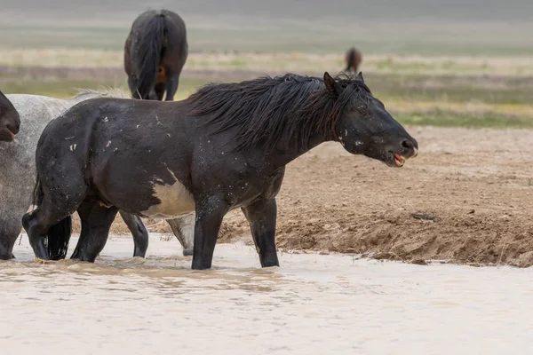 wild horses in spring at a Utah desert waterhole