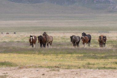 Baharda Utah çölünde vahşi at sürüsü