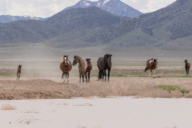 Baharda Utah çölünde vahşi at sürüsü