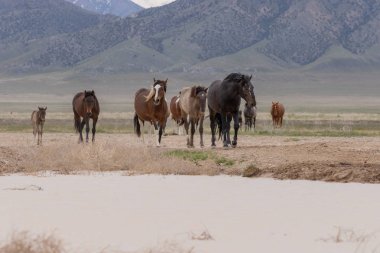 Baharda Utah çölünde vahşi at sürüsü