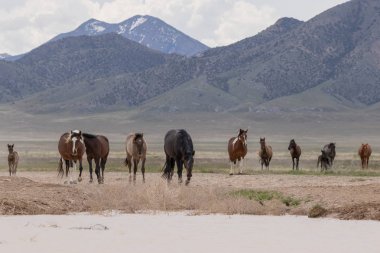 Baharda Utah çölünde vahşi at sürüsü