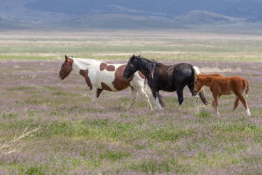 Baharda Utah çölünde vahşi at sürüsü