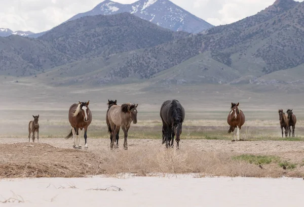 Herd Wild Horses Spring Utah Desert — Stock Photo, Image