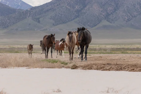 Mandria Cavalli Selvatici Primavera Nel Deserto Dello Utah — Foto Stock