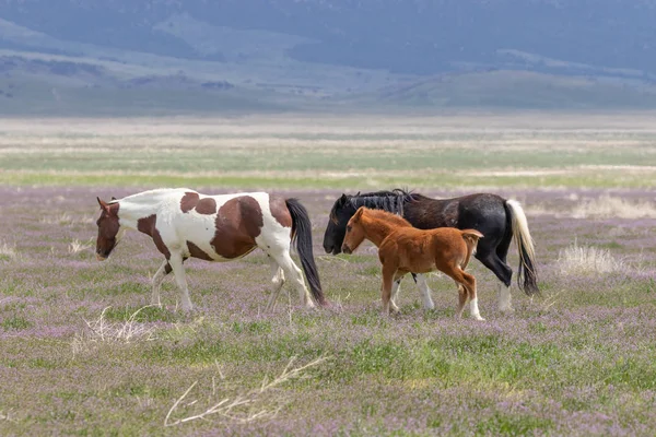 Manada Cavalos Selvagens Primavera Deserto Utah — Fotografia de Stock