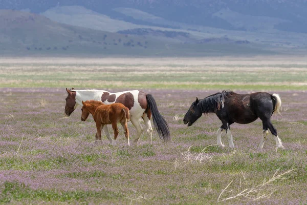 Manada Cavalos Selvagens Primavera Deserto Utah — Fotografia de Stock