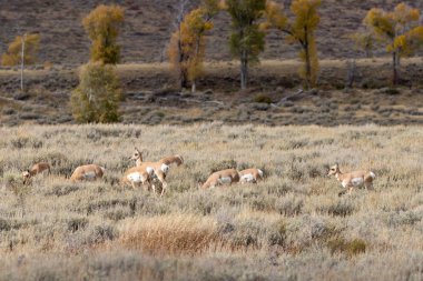 Wyoming 'de sonbaharda boynuzlu antilop.
