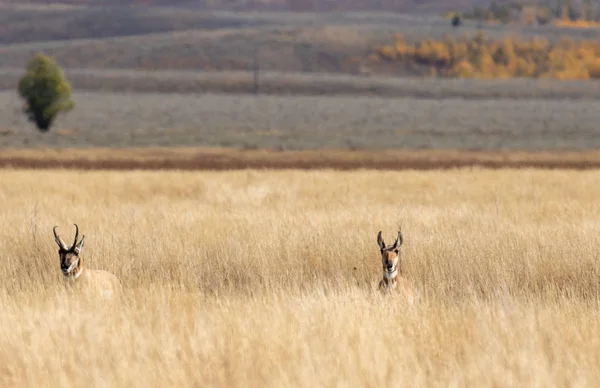 Pronghorn Antilop Ősszel Wyomingban — Stock Fotó