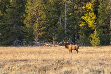 Wyoming 'deki Sonbahar Rut sırasında Boğa Geyiği
