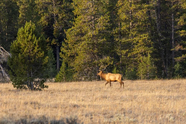 Bull Elk Κατά Διάρκεια Της Φθινοπωρινής Διαδρομής Στο Γουαϊόμινγκ — Φωτογραφία Αρχείου