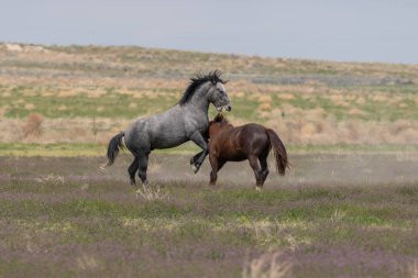Utah çölünde savaşan bir çift vahşi at.