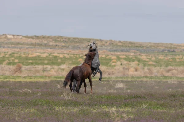 2頭の野生の馬がユタ砂漠で戦っています — ストック写真