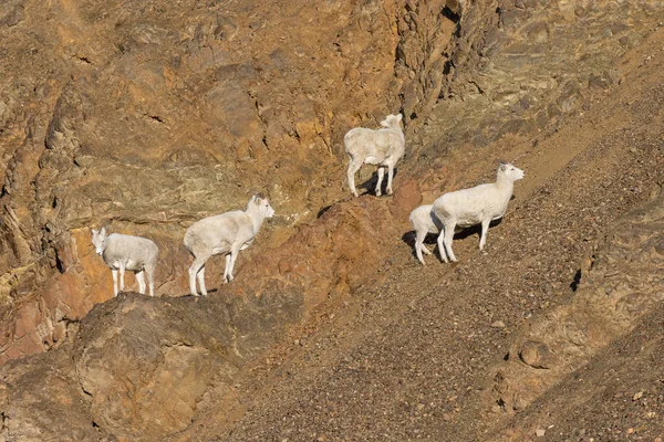 Dall Schafe Schafe Denali Nationalpark Alaska Herbst — Stockfoto