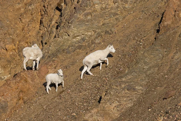 秋天阿拉斯加州德纳利国家公园的大羚羊 — 图库照片
