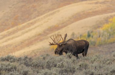 Wyoming 'de sonbahar monotonluğu sırasında Shiras geyiği.