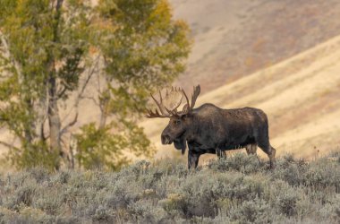 Wyoming 'de sonbahar monotonluğu sırasında Shiras geyiği.