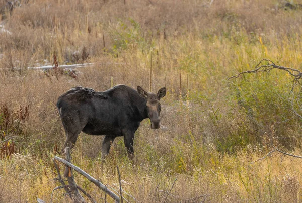 Koe Shiras Moose Het Najaar Wyoming — Stockfoto
