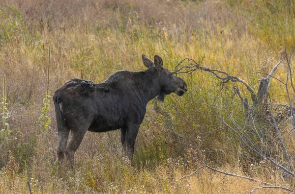 Kráva Shiras Los Podzim Wyomingu — Stock fotografie