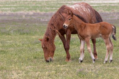 Vahşi at kısrağı ve yavrusu baharda Utah çölünde