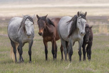 Baharda Utah çölünde vahşi atlar