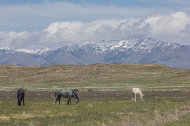 Baharda Utah çölünde vahşi atlar