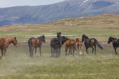 Baharda Utah çölünde vahşi atlar