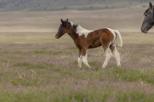 Égua Cavalo Selvagem Seu Potro Primavera Deserto Utah — Fotografia de Stock