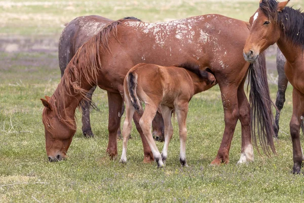 Yegua Caballo Salvaje Potro Primavera Desierto Utah —  Fotos de Stock