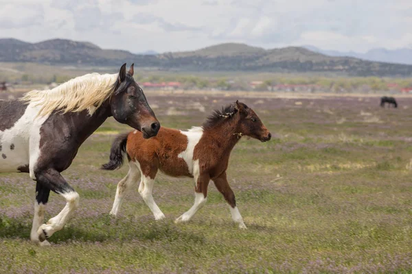 Divoká Koňská Klisna Její Hříbě Jaře Poušti Utah — Stock fotografie
