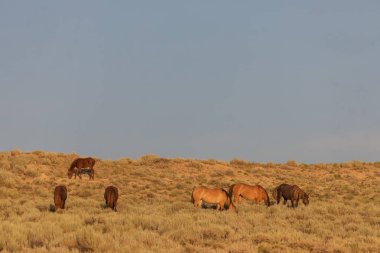 Colorado 'daki kum havzasında vahşi bir at sürüsü.
