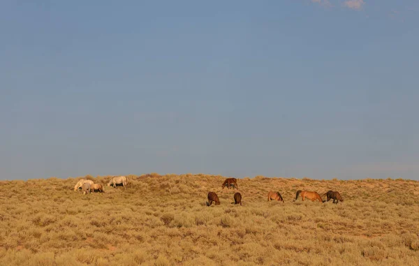 Eine Herde Wildpferde Kolorado Des Sandwaschbeckens — Stockfoto