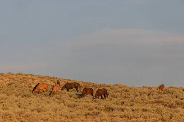 Colorado Daki Kum Havzasında Vahşi Bir Sürüsü — Stok fotoğraf