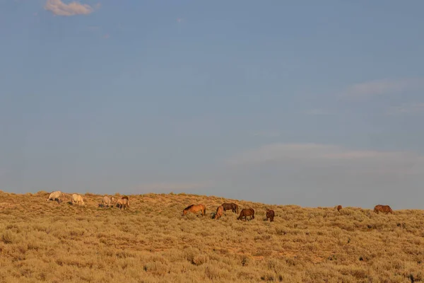 Стадо Диких Лошадей Бассейне Песка Колорадо — стоковое фото