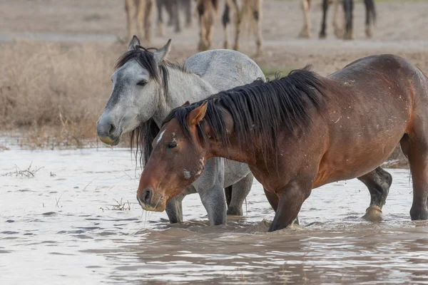 wild horses in spring at a Utah desert waterhole