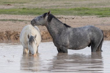 Baharda Utah çölündeki bir su birikintisinde vahşi atlar